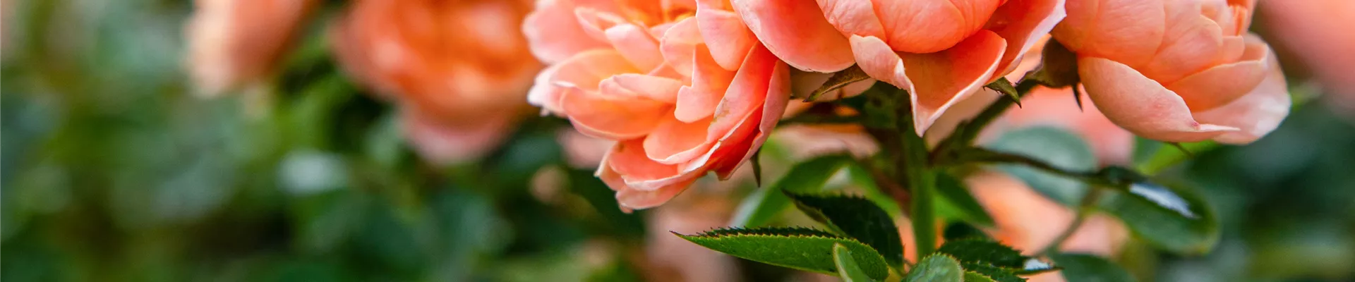 2021-3-3.10-21.GS646375 2021-3-3.10-21.GS646375