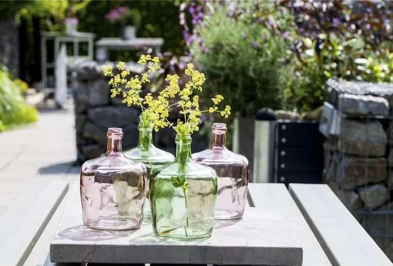 Alchemilla