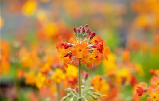 Primula bulleesiana (x)