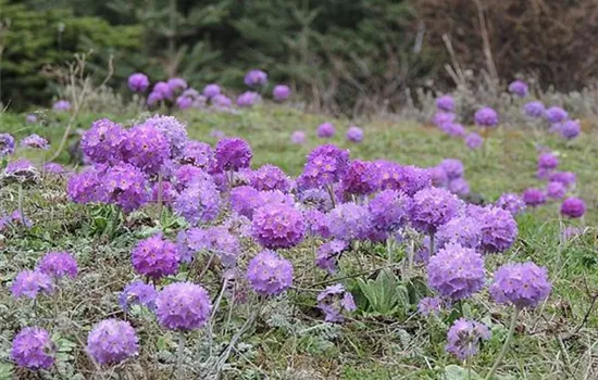 Primula denticulata 'Grandiflora'