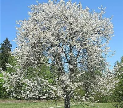 Prunus avium