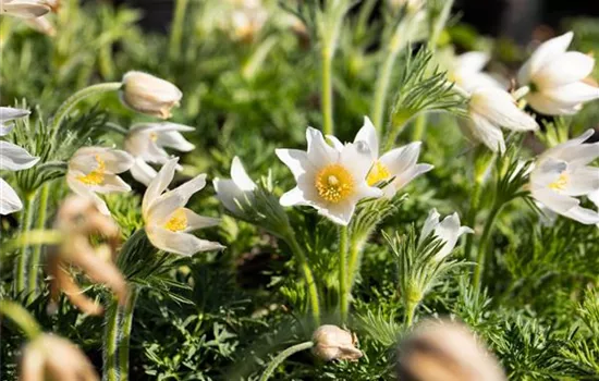 Pulsatilla vulgaris 'Alba'