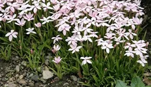 Pfirsichblättrige Glockenblume