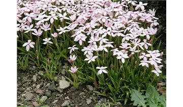 Pfirsichblättrige Glockenblume