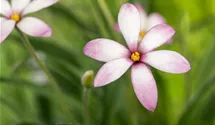 Pfirsichblättrige Glockenblume
