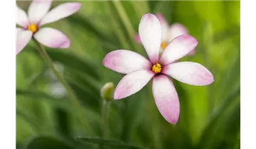 Pfirsichblättrige Glockenblume