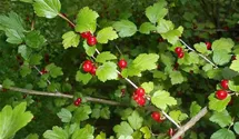 Alpenjohannisbeere