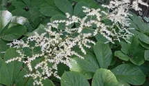 Kastanienblättriges Schaublatt