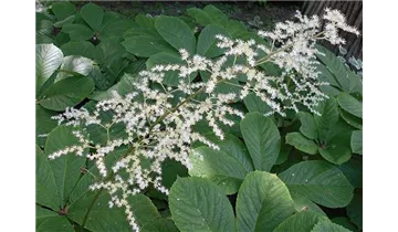 Kastanienblättriges Schaublatt