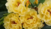Rosa (Kletterrose) 'Golden Gate'®