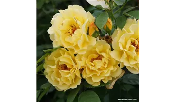 Rosa (Kletterrose) 'Golden Gate'®