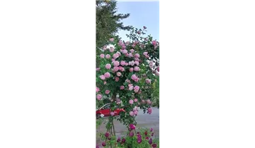 Rosa (Strauchrose) 'Constance Spry'