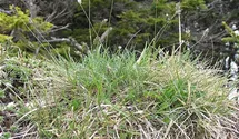 Moorblaugras