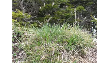 Moorblaugras