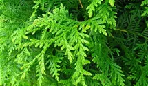 Lebensbaum 'Brabant'