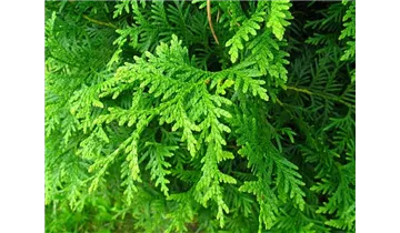 Lebensbaum 'Brabant'