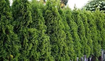 Thuja, Lebensbaum