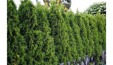 Thuja, Lebensbaum