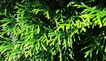 Thuja, Lebensbaum