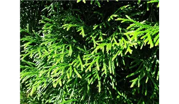 Thuja, Lebensbaum