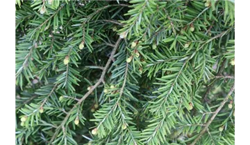Kanadische Hemlocktanne