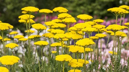 Achillea filipendulina 'Parker'