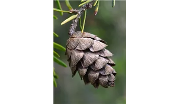 Kanadische Hemlocktanne