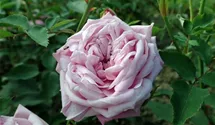 Rosa (Chinarose) 'Hermosa'
