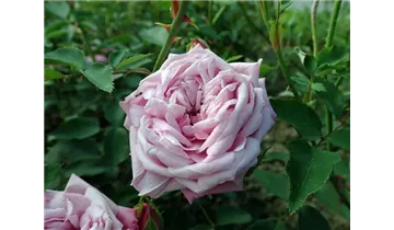 Rosa (Chinarose) 'Hermosa'