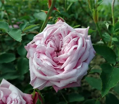 Rosa (Chinarose) 'Hermosa' Rosa (Chinarose) 'Hermosa'