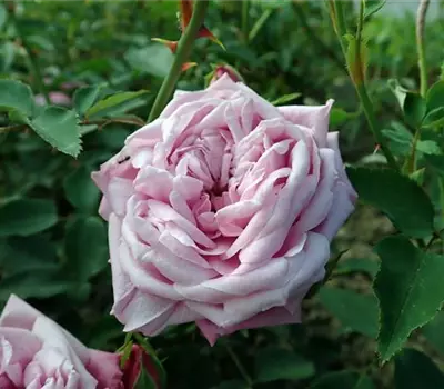 Rosa (Chinarose) 'Hermosa'