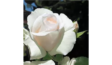 Rosa (Kletterrose) 'Schneewalzer'®
