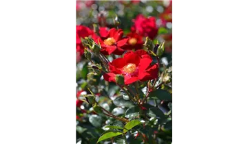 Rosa (Bodendeckerrose) 'Alcantara'®