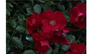 Rosa (Bodendeckerrose) 'Alcantara'®