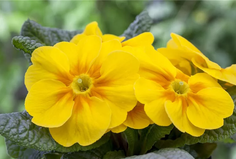Primula vulgaris, gelb