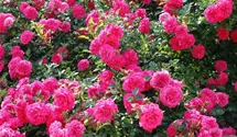 Rosa (Bodendeckerrose) 'Knirps'®