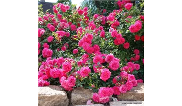 Rosa (Bodendeckerrose) 'Knirps'®