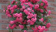 Rosa (Bodendeckerrose) 'Knirps'®