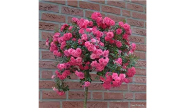 Rosa (Bodendeckerrose) 'Knirps'®