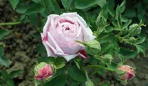 Rosa (Chinarose) 'Hermosa'