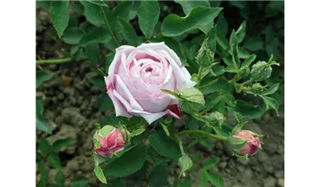 Rosa (Chinarose) 'Hermosa'