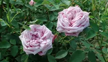 Rosa (Chinarose) 'Hermosa'