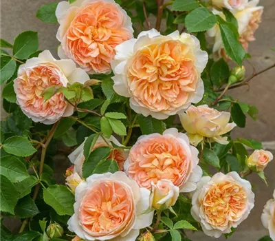 Rosa (Englische Rose) 'Bathsheba'® Rosa (Englische Rose) 'Bathsheba'®