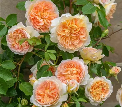 Rosa (Englische Rose) 'Bathsheba'®