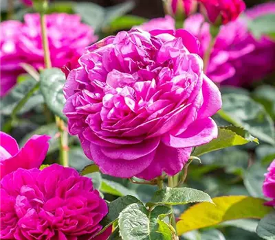 Rosa (Englische Rose) 'James L. Austin'®