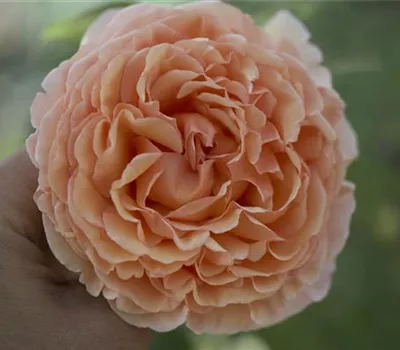Rosa (Hubers Neuzüchtung) 'André'
