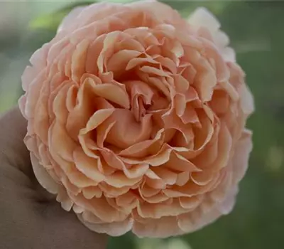 Rosa (Hubers Neuzüchtung) 'André'