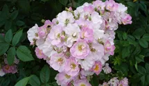 Rosa (Kletterrose) 'Blush Rambler'