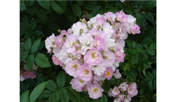 Rosa (Kletterrose) 'Blush Rambler'