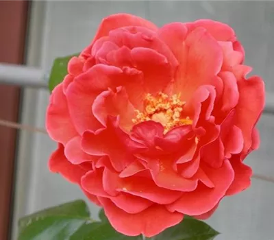 Rosa (Kletterrose) 'Climbing Soraya'